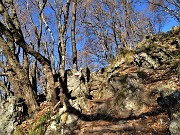 46 In decisa salita tra carpini neri  per il Monte Zucco